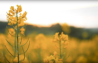 Yellow flowers in a field (photo)